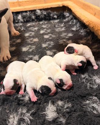 Bulldog francesi cuccioli maschi con pedigree