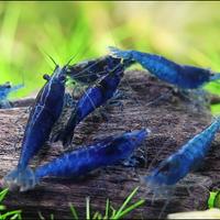 Caridina blu velvet