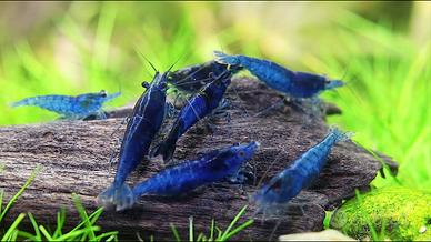 Caridina blu velvet