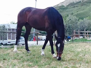 Cavalla sella italiana