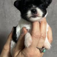 Chihuahua pelo lungo