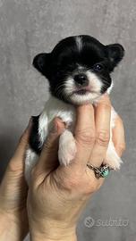 Chihuahua pelo lungo