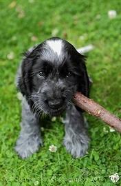 Cani Cocker spaniel