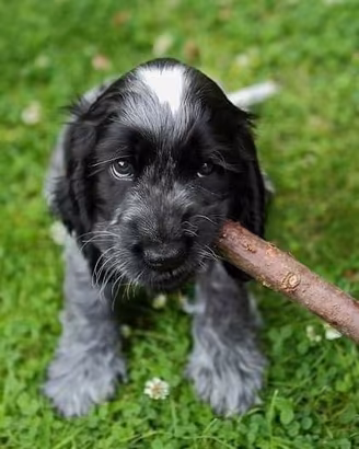 Cani Cocker spaniel