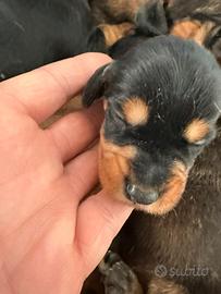 Bassotti a pelo duro