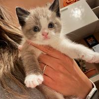 Gattini mix siamese soriano