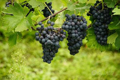 Uva qualità Nebbiolo