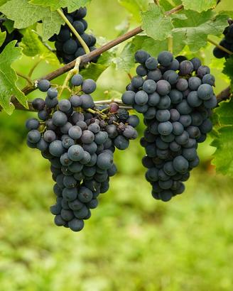 Uva qualità Nebbiolo