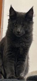 Cuccioli Maine Coon