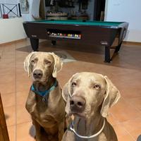 Cuccioli Weimaraner