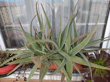 Piante di aloe