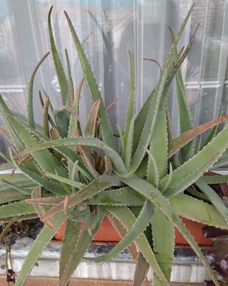 Piante di aloe