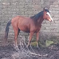 Puledro angloarabo