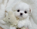 cucciolo-di-maltese