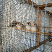 Diamanti Mandarino Ancestrali