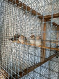 Diamanti Mandarino Ancestrali