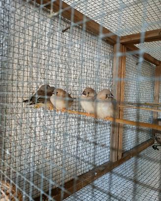 Diamanti Mandarino Ancestrali