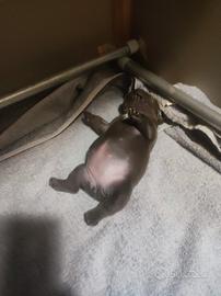 Cuccioli bulldog francesi