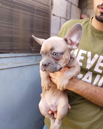 Bulldog francese