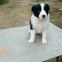 Cuccioli border collie