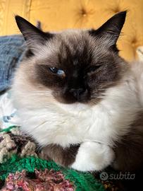 Splendida gattina Ragdoll con pedigree