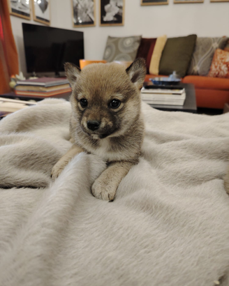 Shiba inu femmuccia