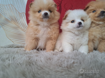 Spitz di pomeriana mini