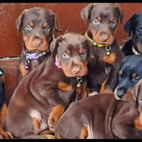 Cuccioli di dobermann