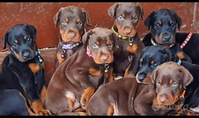 Cuccioli di dobermann
