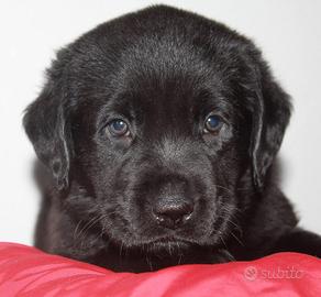 Ultima cucciola Labrador retriever