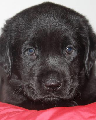 Ultima cucciola Labrador retriever