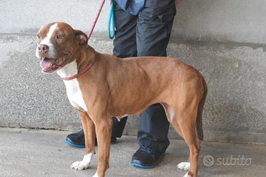 VALLERIE - Derivato Pitbull - IN ADOZIONE