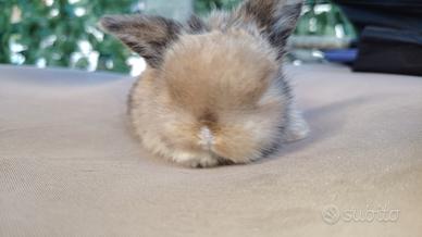 Coniglio ariete nano