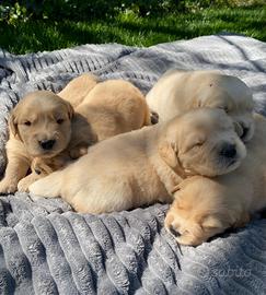 Cuccioli di Golden Retriever americano