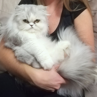 ? gatta persiana - solo a persone serie