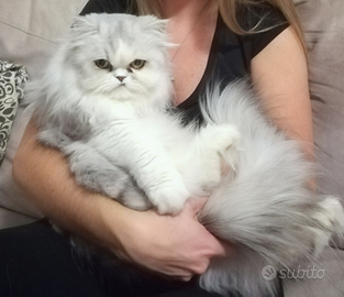 ? gatta persiana - solo a persone serie