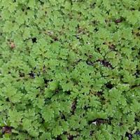 Azolla caroliniana