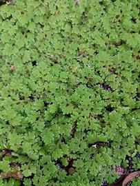 Azolla caroliniana