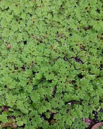 Azolla caroliniana