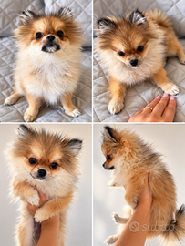 Spitz di pomerania  mini toy per monta