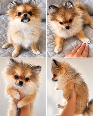 Spitz di pomerania  mini toy per monta
