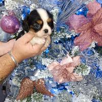 Cavalier king