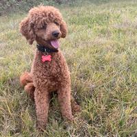 Barbone nano per monta