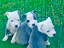 Immagine 2
