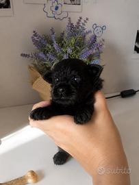 Cuccioli di Pomapoo