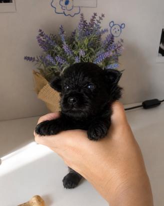 Cuccioli di Pomapoo