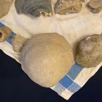 Conchiglie fossili (di cui 1 gigante)