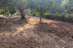 Terreno agricolo sito in Settingiano (CZ)