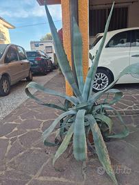 agave blu