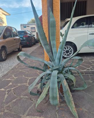 agave blu